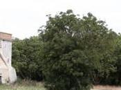 Rochelle Ville veut créer nouveau quartier résidentiel