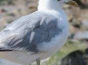 Aytré (17) baignade interdite, mystère déjections mouettes