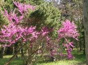 renaissance Cercis chinensis