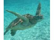 image tortue