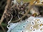 Couples Argus bleu-nacré