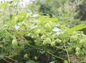 Humulus lupulus