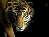 Muséum national d'Histoire naturelle.