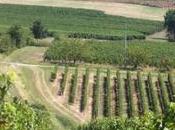 Réchauffement climatique quel avenir pour vignes