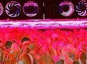 L’«aéroponie», comment cultiver sans terre soleil