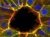 SOIN PLAIES: L'embryon, exemple suivre pour cicatrisation Journal Cell Biology