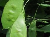 Lunaria rediviva (Lunaire vivace)