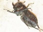 Dorcus parallelipipedus, petite biche