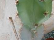 Cactus Aout