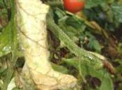 Comment lutter contre mildiou jardin