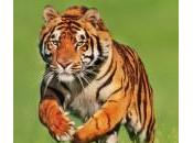 image tigre