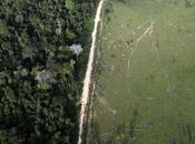 déforestation l’agriculture