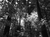 toute petite pensée rien tout