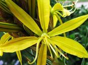 Asphodeline lutea, Asphodèle jaune