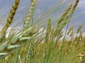 L’agriculture biologique circuits démontrent qu’il existe alternatives viables