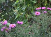 Nouvelles fleurs, Aster, Sedum, Hedera