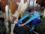 Algérie filière laitière l’ordre jour