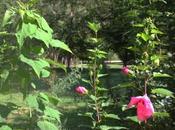 Hibiscus 'Moy Grande' bientôt fleurs