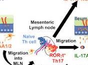 #Cell #autoimmunité protéineamyloïdeAsérique #cellulesTh17 #cytokineIL-17 circuit IL-23R/IL-22 soumet protéine amyloïde sérique épithéliale régulation pour promotion réponses l’effecteur local Th17