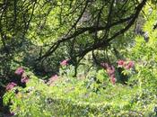 sureau blanc, c'est délice