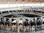 Bruno dalpra: usines vaches!