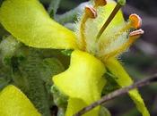 Verbascum lychnitis (Molène lychnite)