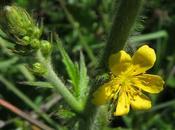 Agrimonia eupatoria (Aigremoine eupatoire)