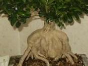 Ficus Ginseng microcarpa