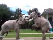 Thaïlande, éléphants blancs répetition, dans coulisses [HD]