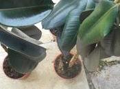 Ficus Elastica Robusta trouvé poubelle