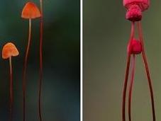 [Strange Funky Fungi Photographer] Steve Axford