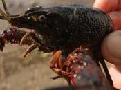 espèces invasives coûtent (très) cher France