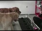 L'oreille absolue chien