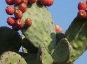 Sid-Ahmed Ferroukhi appelle valorisation figue barbarie