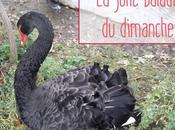 cygnes noirs régal pour yeux