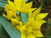 Allium moly (Ail d'Espagne)