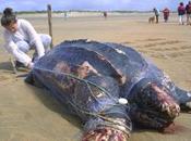 «Les tortues marines sont menacées tous plastiques»