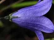 Campanula rotundifolia (Campanule feuilles rondes)