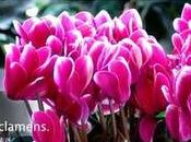 cyclamens, spécialité bien Française