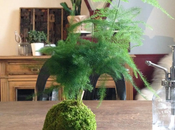 kokedama