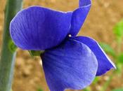 Faux indigotier ornemental