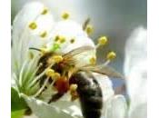 Pour l’interdiction pesticide Sulfoxaflor tueur d’abeilles…