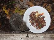 Bébé hérisson engraisser d'urgence