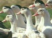 Razzia schnouf foie gras