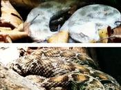 serpents venimeux Eaux-Vives