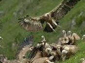 Avis vautours avides tragédies