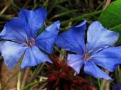Plumbago Dentelaire