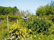 Histoire potagers québécois