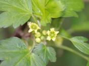 Ribes fasciculatum