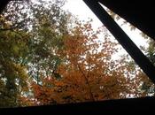 Sorbus torminalis, flamboyant